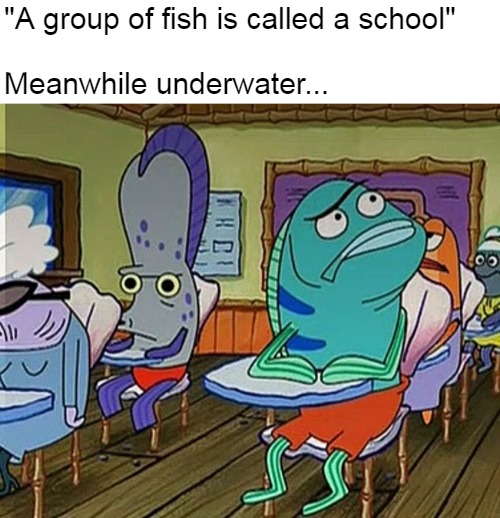 "A group of fish is called a school"
 
Meanwhile underwater... | image tagged in meme,memes,school,fish | made w/ Imgflip meme maker