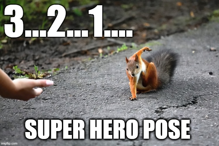 3...2...1.... SUPER HERO POSE | image tagged in superheroes,squirrel | made w/ Imgflip meme maker