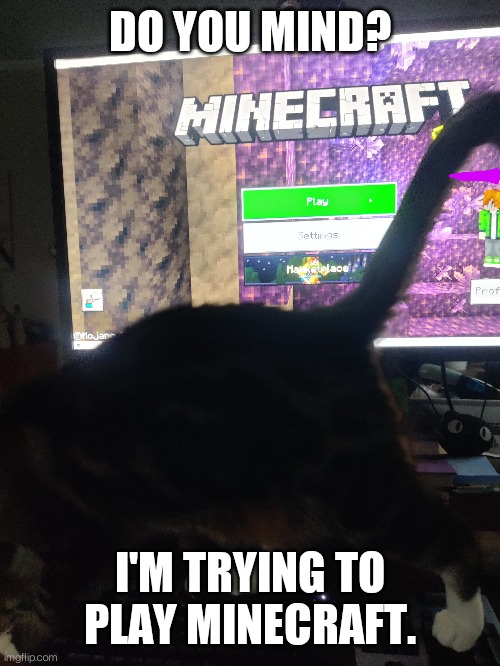 Excuse me. Do you mind? | DO YOU MIND? I'M TRYING TO PLAY MINECRAFT. | image tagged in minecraft,cat | made w/ Imgflip meme maker