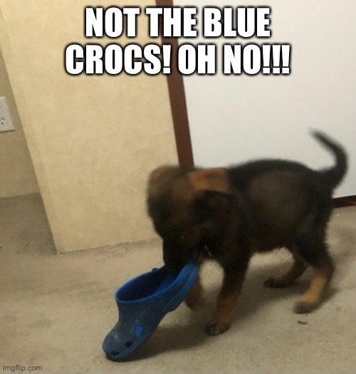 Me new pupper | NOT THE BLUE CROCS! OH NO!!! | made w/ Imgflip meme maker