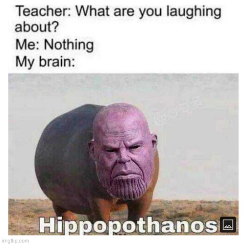 Hippo | image tagged in memes,funny,oh wow are you actually reading these tags,barney will eat all of your delectable biscuits | made w/ Imgflip meme maker