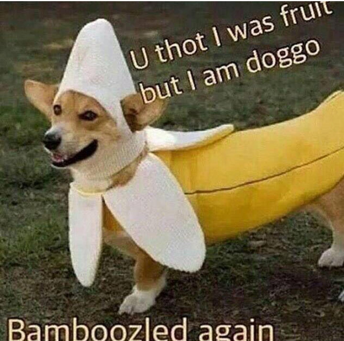 High Quality Banana doggo Blank Meme Template