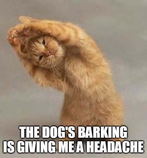 THE DOG'S BARKING IS GIVING ME A HEADACHE | image tagged in meme,memes,cat,cats,Catmemes | made w/ Imgflip meme maker