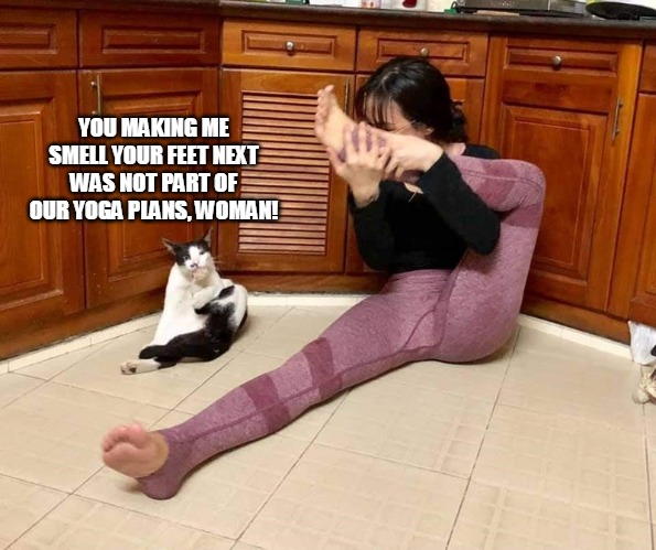 YOU MAKING ME SMELL YOUR FEET NEXT WAS NOT PART OF OUR YOGA PLANS, WOMAN! | image tagged in meme,memes,cat,cats,yoga,Catmemes | made w/ Imgflip meme maker