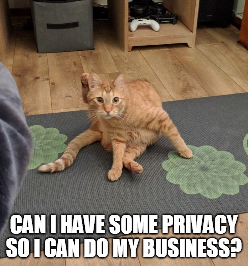 CAN I HAVE SOME PRIVACY SO I CAN DO MY BUSINESS? | image tagged in memes,cat,cats,Catmemes | made w/ Imgflip meme maker