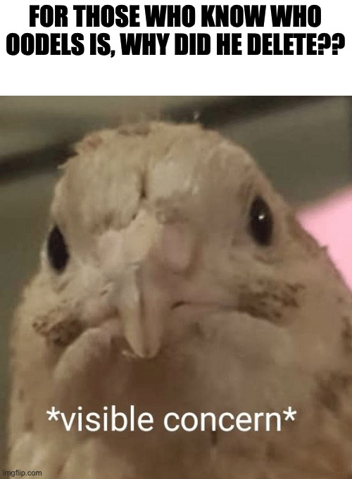 visible concern bird | FOR THOSE WHO KNOW WHO OODELS IS, WHY DID HE DELETE?? | image tagged in visible concern bird | made w/ Imgflip meme maker