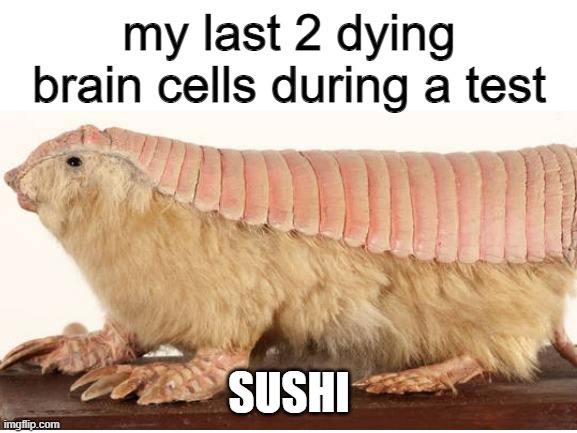 That's one funky nigiri | my last 2 dying brain cells during a test; SUSHI | image tagged in funny memes | made w/ Imgflip meme maker