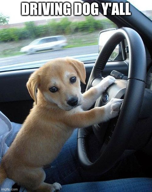 cute dog | DRIVING DOG Y'ALL | image tagged in cute dog | made w/ Imgflip meme maker