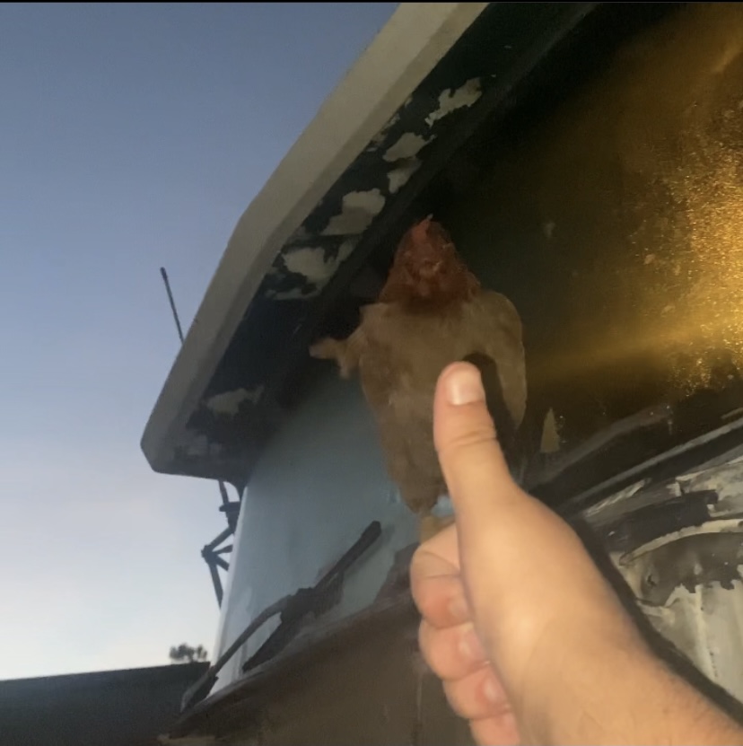 Trucker chicken Blank Meme Template