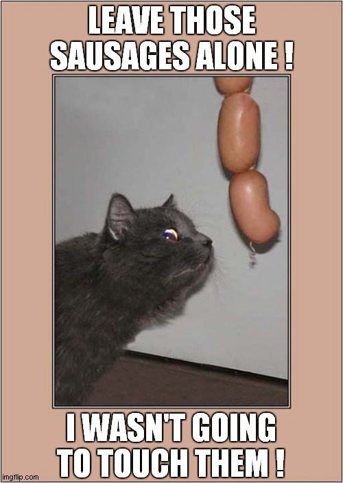 Caught In The Act ! | LEAVE THOSE
SAUSAGES ALONE ! I WASN'T GOING TO TOUCH THEM ! | image tagged in cats,caught in the act,sausages | made w/ Imgflip meme maker
