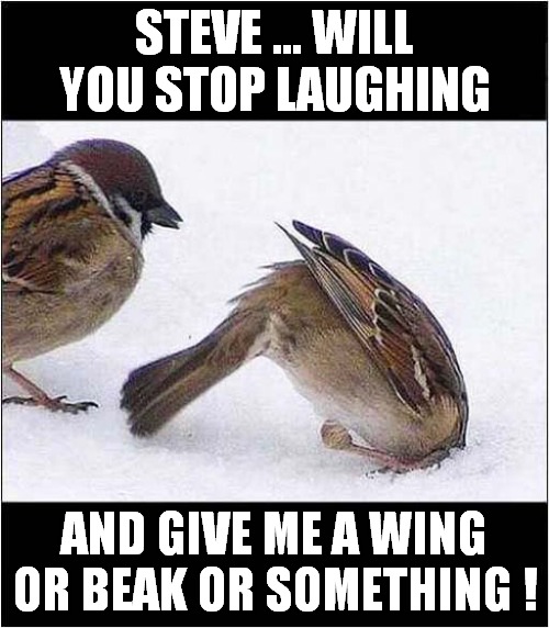 A Little Help Please ? | STEVE ... WILL YOU STOP LAUGHING; AND GIVE ME A WING OR BEAK OR SOMETHING ! | image tagged in birds,stuck | made w/ Imgflip meme maker