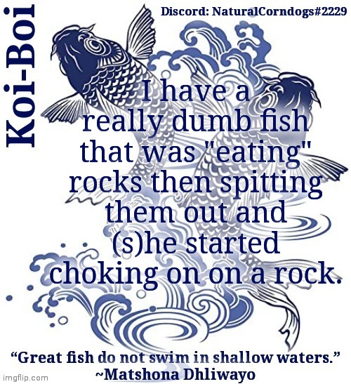 Koi-Boi's fish template | I have a really dumb fish that was "eating" rocks then spitting them out and (s)he started choking on on a rock. | image tagged in koi-boi's fish template | made w/ Imgflip meme maker