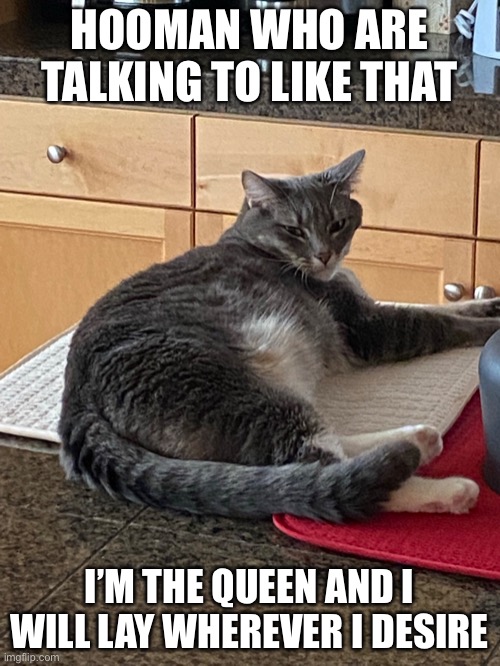 Not allowed on the counters | HOOMAN WHO ARE TALKING TO LIKE THAT; I’M THE QUEEN AND I WILL LAY WHEREVER I DESIRE | image tagged in cats | made w/ Imgflip meme maker