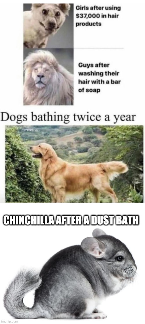 CHINCHILLA AFTER A DUST BATH | image tagged in funny memes | made w/ Imgflip meme maker