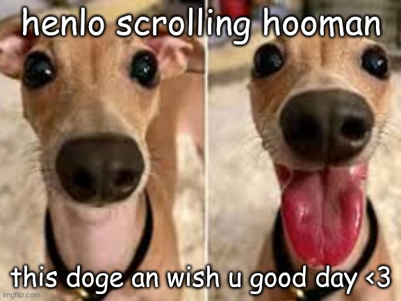 #wholesummemes | henlo scrolling hooman; this doge an wish u good day <3 | image tagged in doge,wholesome | made w/ Imgflip meme maker