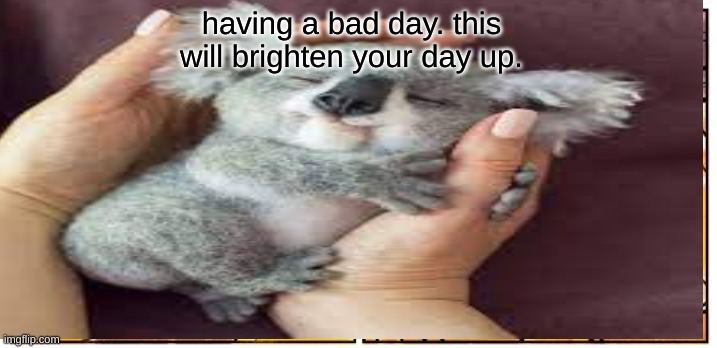 hope this brighten your day, | having a bad day. this will brighten your day up. | image tagged in cute | made w/ Imgflip meme maker