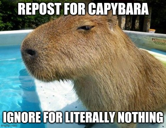 Side Eye Capybara | REPOST FOR CAPYBARA; IGNORE FOR LITERALLY NOTHING | image tagged in side eye capybara | made w/ Imgflip meme maker