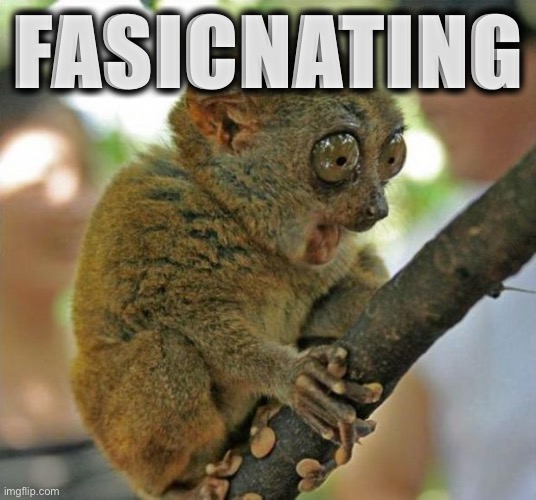 Not a sloth but a lemur | FASICNATING | image tagged in fascinated lemur | made w/ Imgflip meme maker