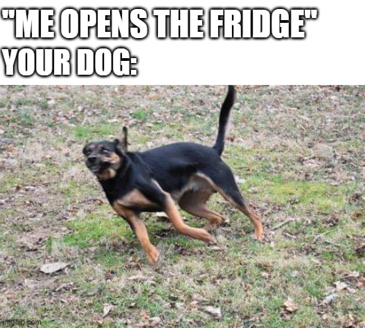 dog running | "ME OPENS THE FRIDGE"; YOUR DOG: | image tagged in dog running,fridge | made w/ Imgflip meme maker