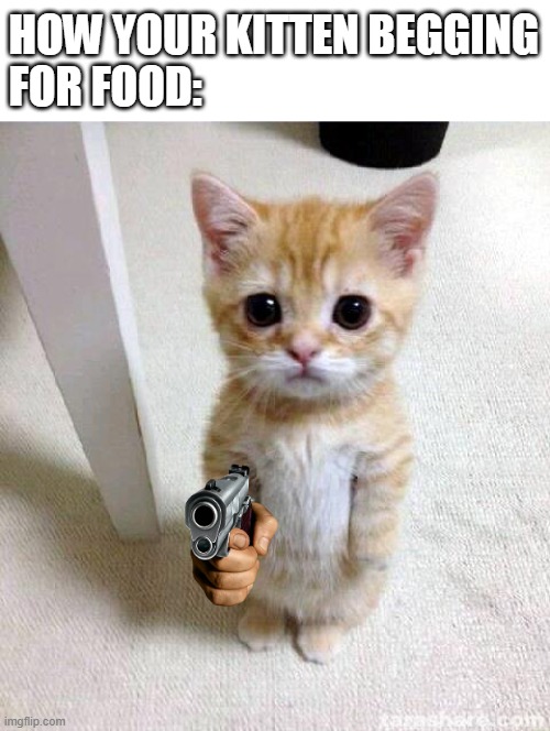 cute cat | HOW YOUR KITTEN BEGGING
FOR FOOD: | image tagged in memes,cute cat | made w/ Imgflip meme maker