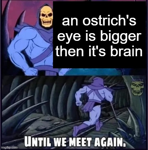 Until we meet again. | an ostrich's eye is bigger then it's brain | image tagged in until we meet again,memes,funny | made w/ Imgflip meme maker