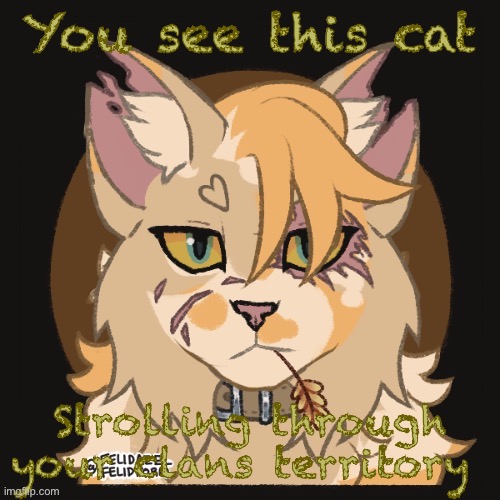 Warrior cat rp | You see this cat; Strolling through your clans territory | made w/ Imgflip meme maker
