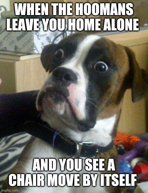 Scared dog | WHEN THE HOOMANS LEAVE YOU HOME ALONE; AND YOU SEE A CHAIR MOVE BY ITSELF | image tagged in blankie the shocked dog | made w/ Imgflip meme maker
