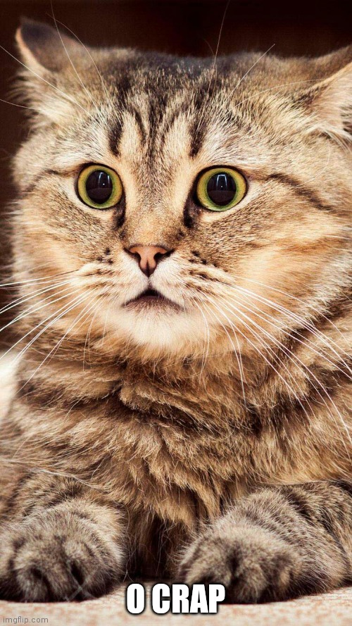 shocked cat | O CRAP | image tagged in shocked cat | made w/ Imgflip meme maker