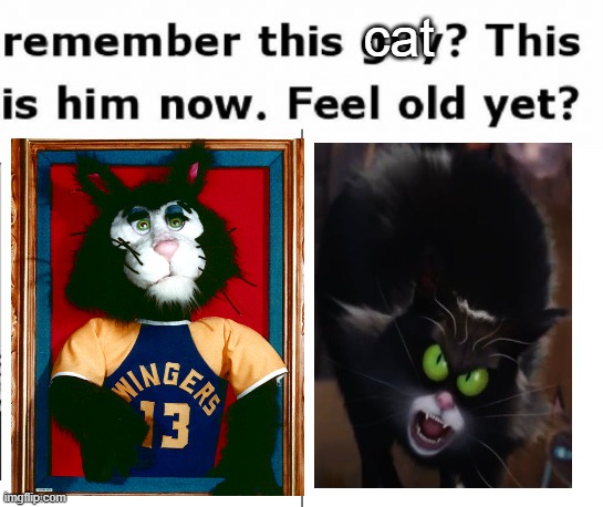 Crusty The Cat Then And Now | cat | image tagged in remember this guy | made w/ Imgflip meme maker