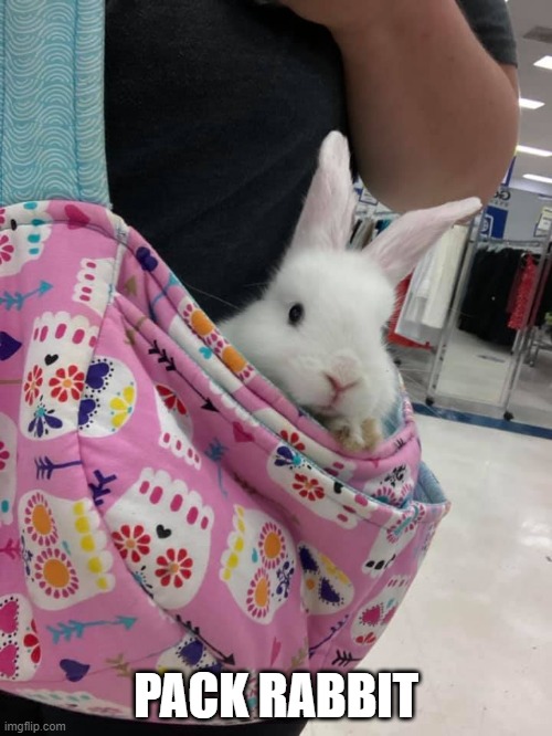 TAKIN THE BUNNY TO THE STORE | PACK RABBIT | image tagged in bunnies,rabbit | made w/ Imgflip meme maker