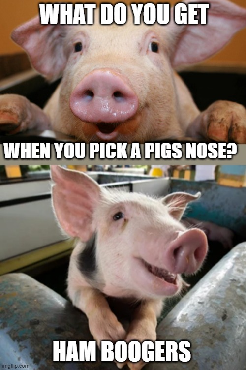 LET THE PIG HAVE THEM | WHAT DO YOU GET; WHEN YOU PICK A PIGS NOSE? HAM BOOGERS | image tagged in pig,dad joke,eyeroll | made w/ Imgflip meme maker