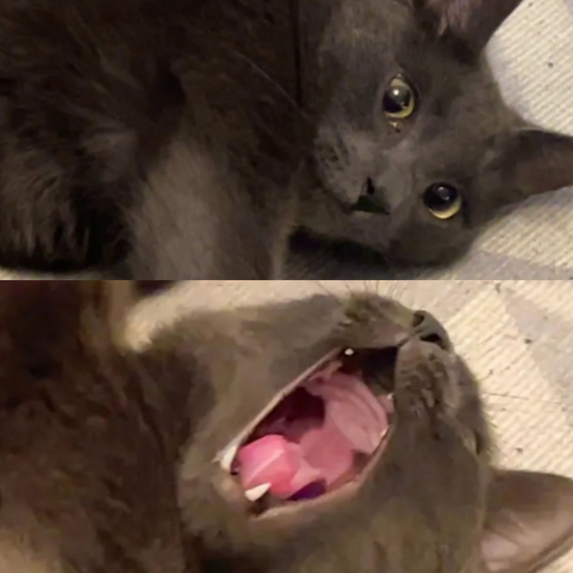 Grey Cat Screaming Blank Meme Template