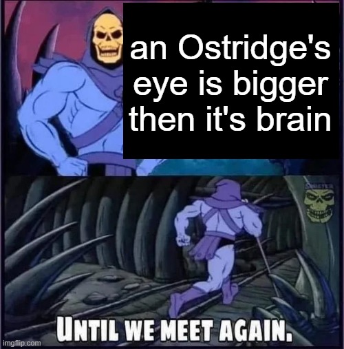 Until we meet again | an Ostridge's eye is bigger then it's brain | image tagged in until we meet again | made w/ Imgflip meme maker