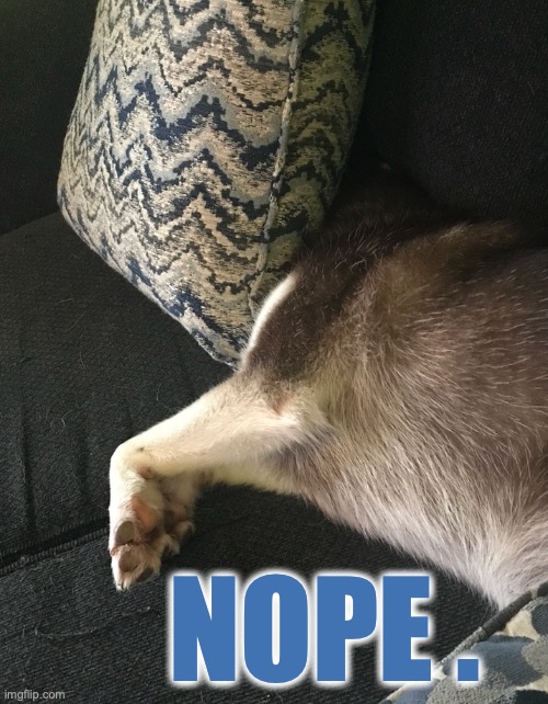 NOPE. | NOPE . | image tagged in dogs,dog,funny,funny memes,funny animals,funny dogs | made w/ Imgflip meme maker