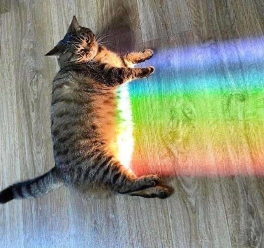 image tagged in cats | made w/ Imgflip meme maker