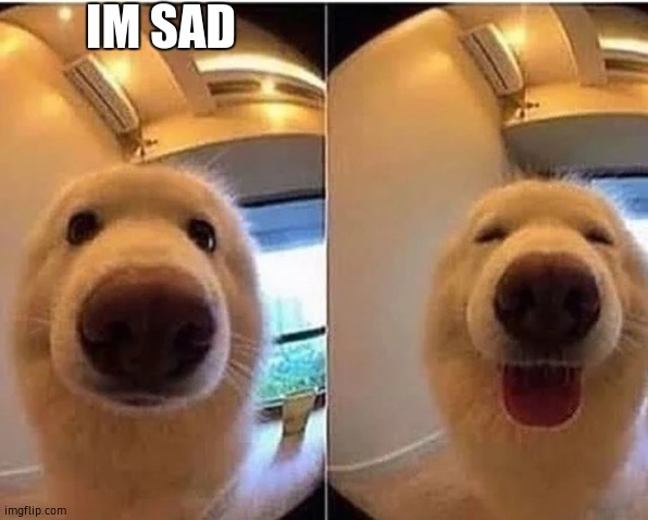 wholesome doggo | IM SAD | image tagged in wholesome doggo | made w/ Imgflip meme maker