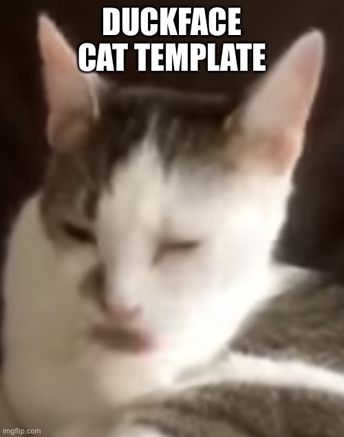 Duckface cat | DUCKFACE CAT TEMPLATE | image tagged in duckface cat,cats,cat | made w/ Imgflip meme maker