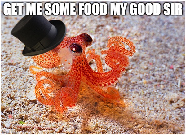 Sir octopus | GET ME SOME FOOD MY GOOD SIR | image tagged in sir octopus | made w/ Imgflip meme maker