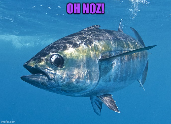 Tuna fish | OH NOZ! | image tagged in tuna fish | made w/ Imgflip meme maker