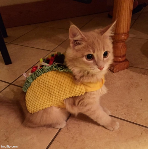 tacocat | image tagged in tacocat | made w/ Imgflip meme maker