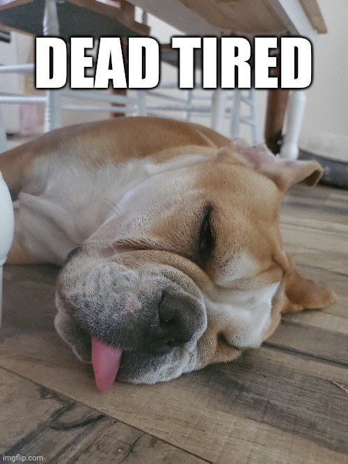 Dead tired | DEAD TIRED | image tagged in tired,bulldog,doggo | made w/ Imgflip meme maker