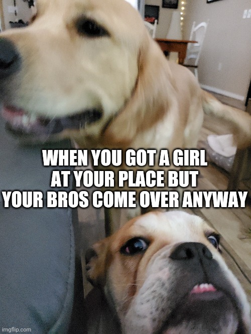 Dog bros | WHEN YOU GOT A GIRL AT YOUR PLACE BUT YOUR BROS COME OVER ANYWAY | image tagged in dog,bros | made w/ Imgflip meme maker