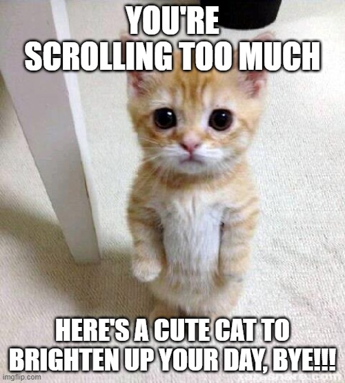 Stop scrolling, have a cat. | YOU'RE SCROLLING TOO MUCH; HERE'S A CUTE CAT TO BRIGHTEN UP YOUR DAY, BYE!!! | image tagged in memes,cute cat,good day,bye | made w/ Imgflip meme maker