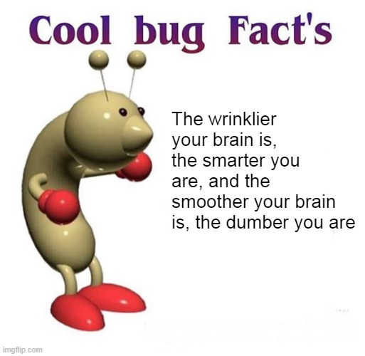 Cool Bug Facts Api | The wrinklier your brain is, the smarter you are, and the smoother your brain is, the dumber you are | image tagged in cool bug facts api | made w/ Imgflip meme maker