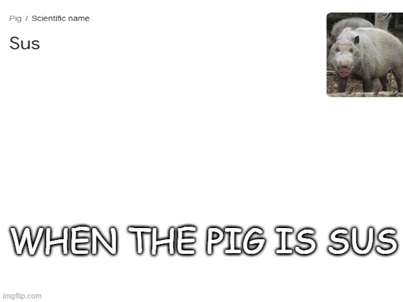 Blank White Template | WHEN THE PIG IS SUS | image tagged in blank white template | made w/ Imgflip meme maker