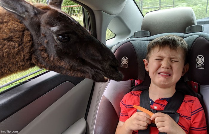 Link in comments | image tagged in disgusted kid with okapi | made w/ Imgflip meme maker