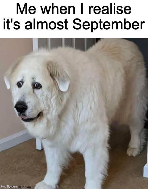 scared dog | Me when I realise it's almost September | image tagged in scared dog,no,september | made w/ Imgflip meme maker