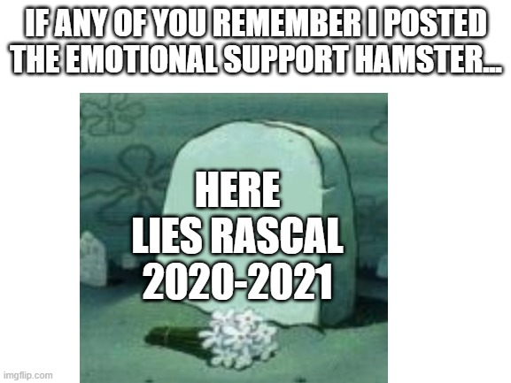 He passed at 2am this morning. | IF ANY OF YOU REMEMBER I POSTED THE EMOTIONAL SUPPORT HAMSTER... HERE LIES RASCAL 2020-2021 | image tagged in rip,hamster | made w/ Imgflip meme maker