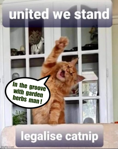 Catnip, it turns me on ! |  In  the  groove
with  garden
herbs  man ! | image tagged in cool cat stroll | made w/ Imgflip meme maker