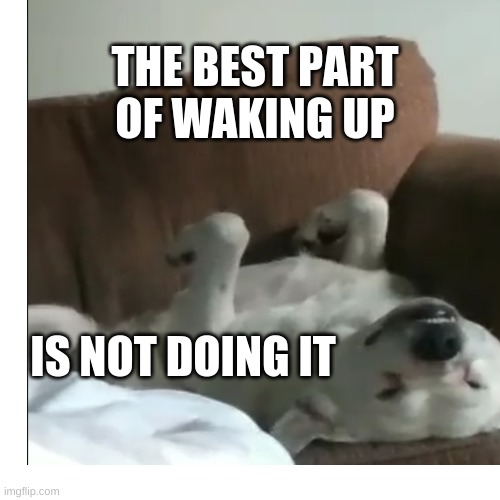 buddy the dog | THE BEST PART OF WAKING UP; IS NOT DOING IT | image tagged in sleep,buddy,dog,cute | made w/ Imgflip meme maker